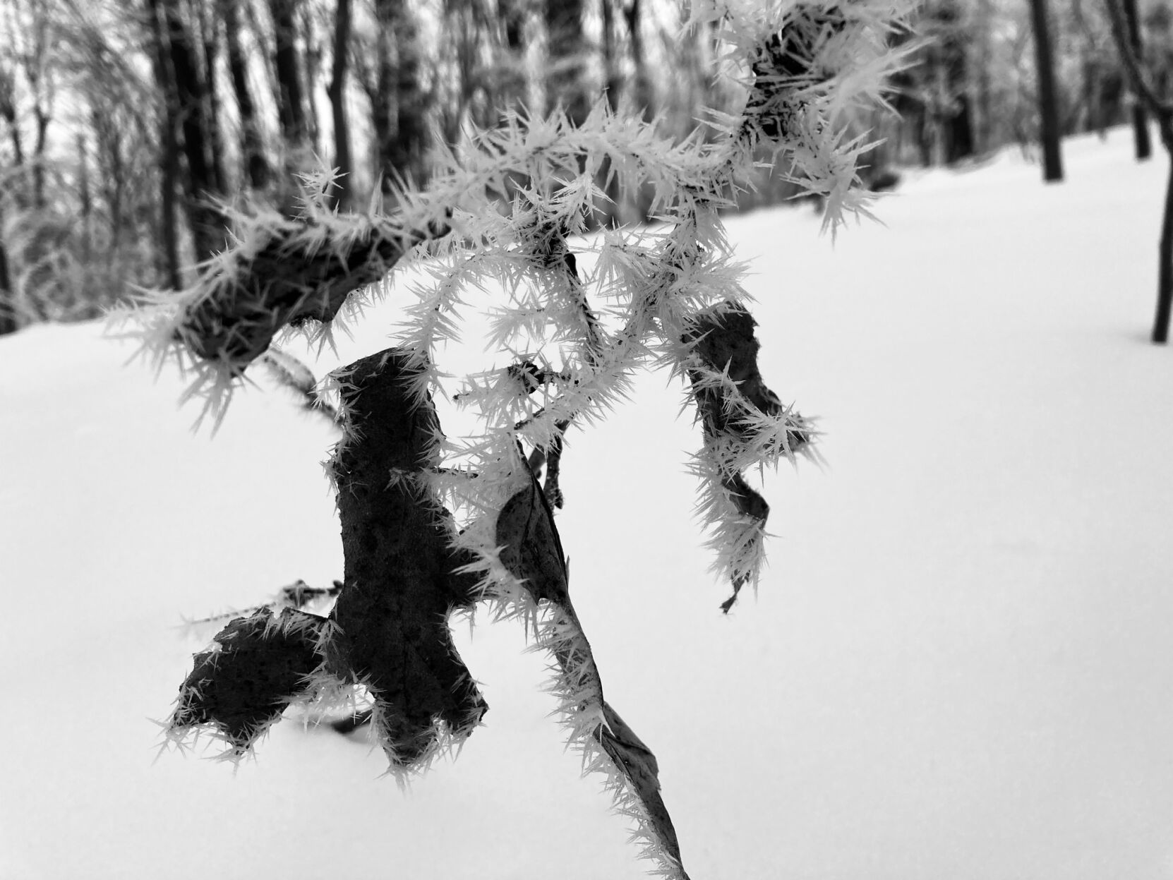 Fuzzy Frost 1